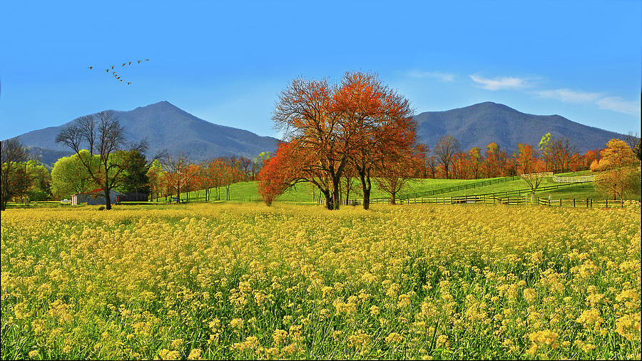Flowering Meadow, Peaks of Otter,  Virginia. Photograph by The James Roney Collection