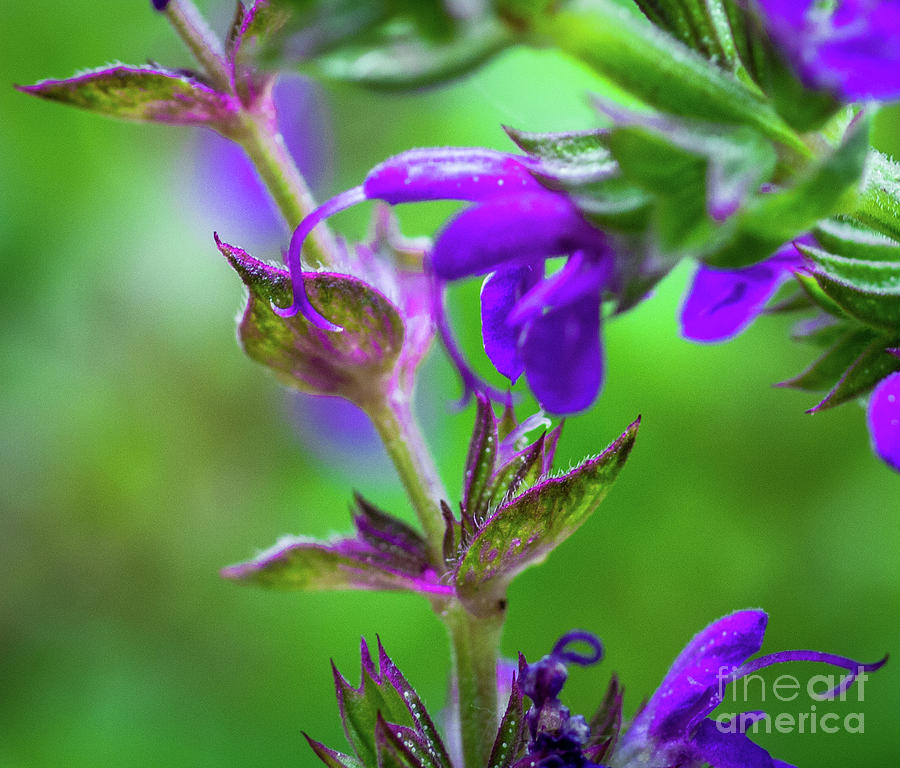 Flowering Mint Photograph by Ty Shults