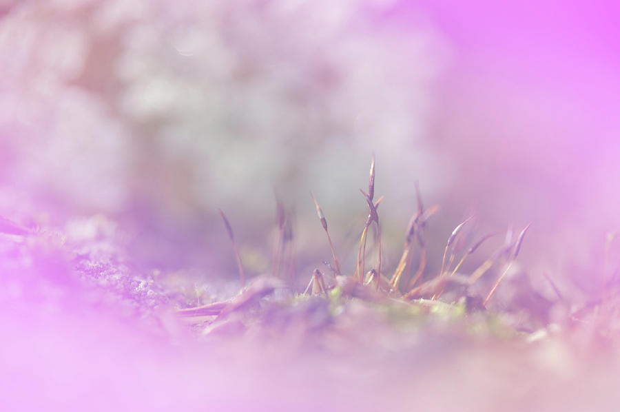 Flowering Moss. Little Fairy Land. Pink Photograph by Jenny Rainbow