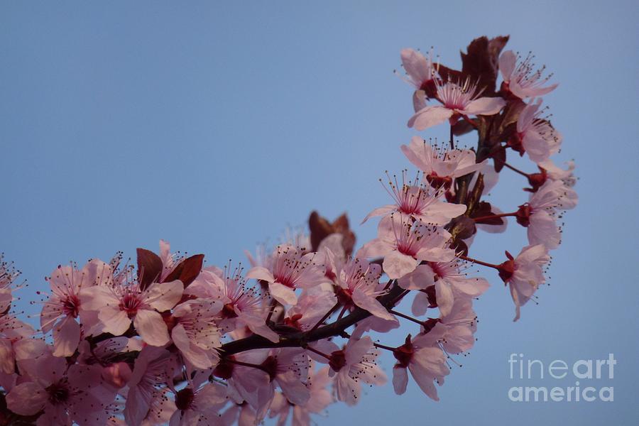 Flowering of the Plum Tree 2 Photograph by Jean Bernard Roussilhe