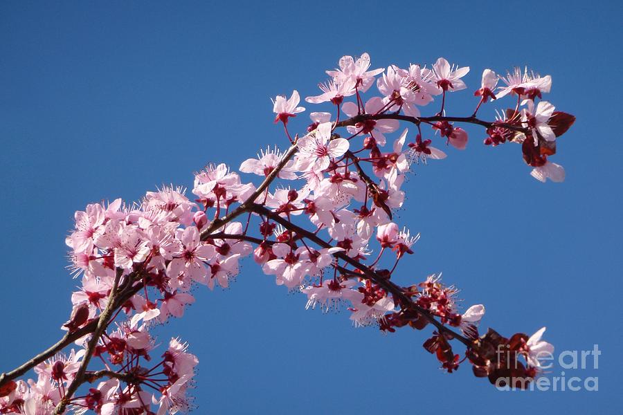 Flower Photograph - Flowering of the Plum Tree 4 by Jean Bernard Roussilhe
