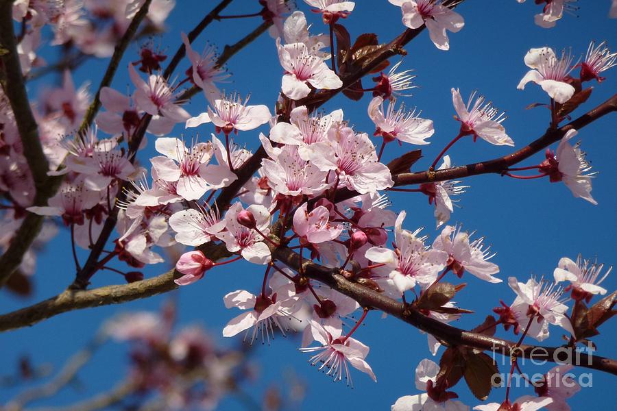 Flowering of the Plum Tree 5 Photograph by Jean Bernard Roussilhe