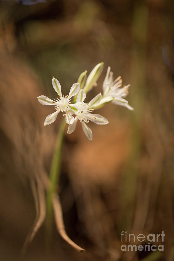 flowering Pancratium parviflorum Photograph by Alon Meir