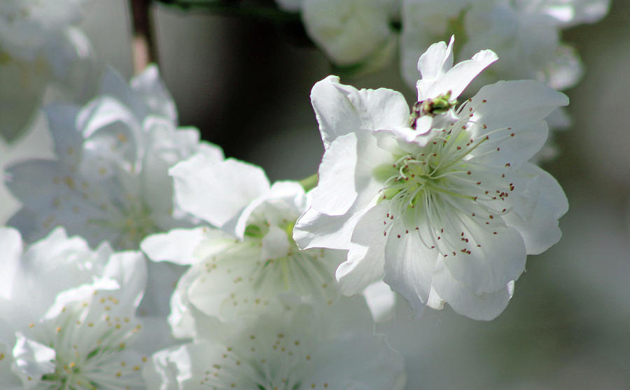 Flowering Peach Tree - White Bliss Photograph by Pamela Critchlow