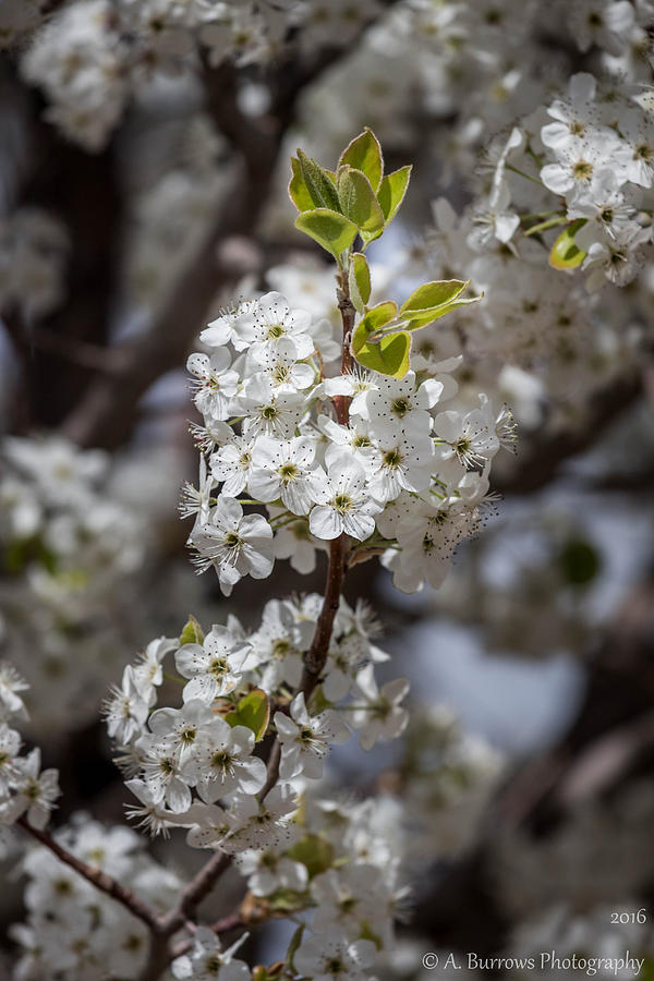 Flowering Pear Blooms Photograph by Aaron Burrows