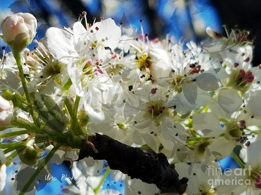 Flowering Pear Photograph by Maria Urso