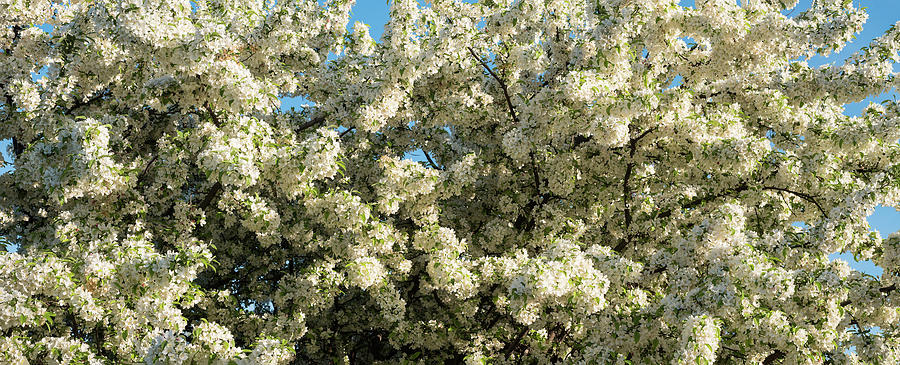 Spring Photograph - Flowering Pear Tree by Steve Gadomski