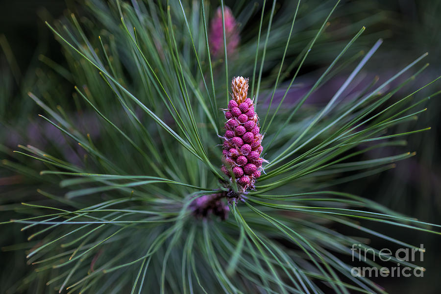 Flowering pine cone Photograph by Les Palenik
