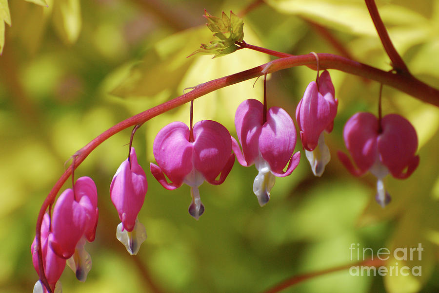 Flowering Pink Bleeding Heart Photograph by DejaVu Designs