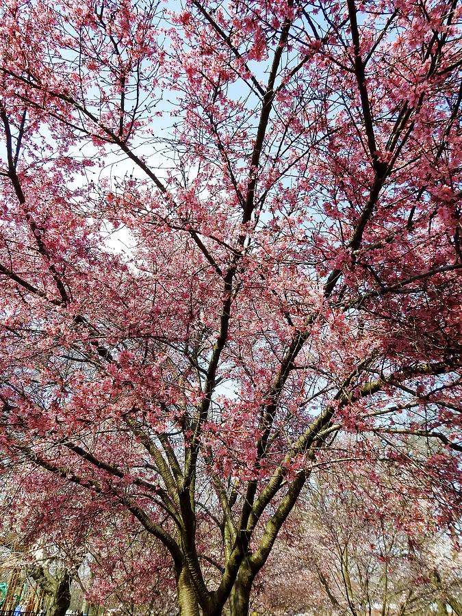 Flowering Pink Cherry Bloosom Tree Photograph by Marge Sudol - Fine Art ...