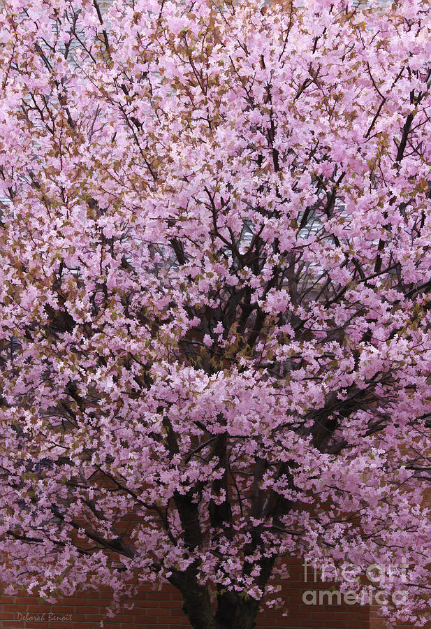 Flowering Pink In Spring Photograph by Deborah Benoit