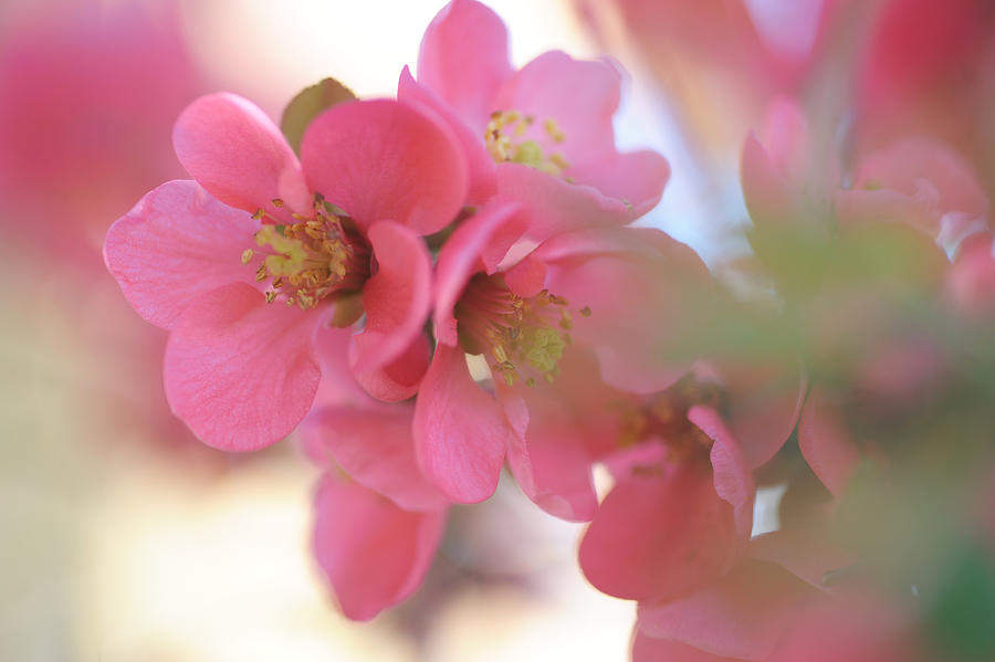 Spring Photograph - Flowering Pink Japanese Quince by Jenny Rainbow