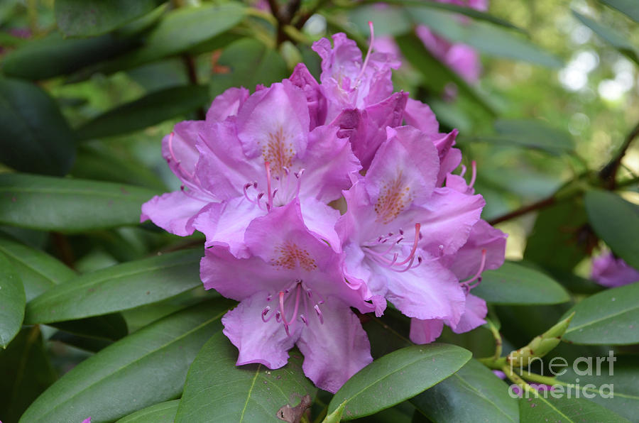 Flowering Pink Rhododendron Blossoms on a Bush Photograph by DejaVu Designs