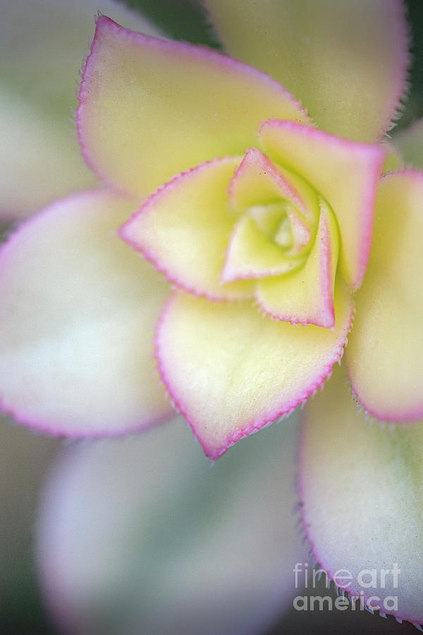 Flowering Plant Photograph by David Zanzinger
