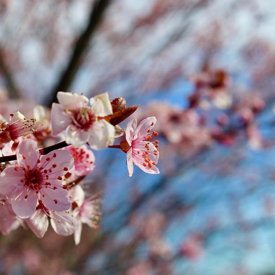 Flowering Plum Right In The Sun Photograph by M E