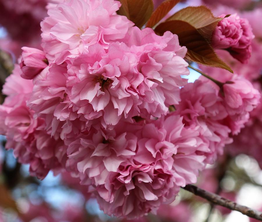 Flower Photograph - Flowering Plum Tree by Christine Olson