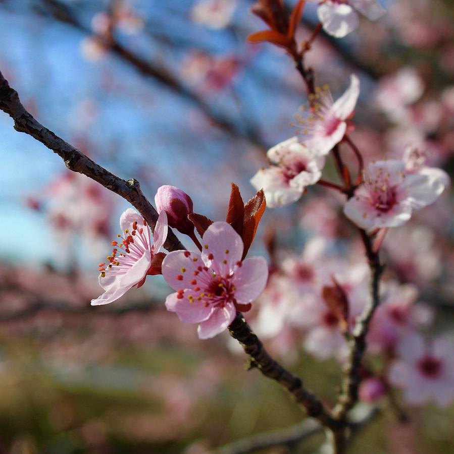 Flowering Plum Tree Cluster 3 Photograph by M E