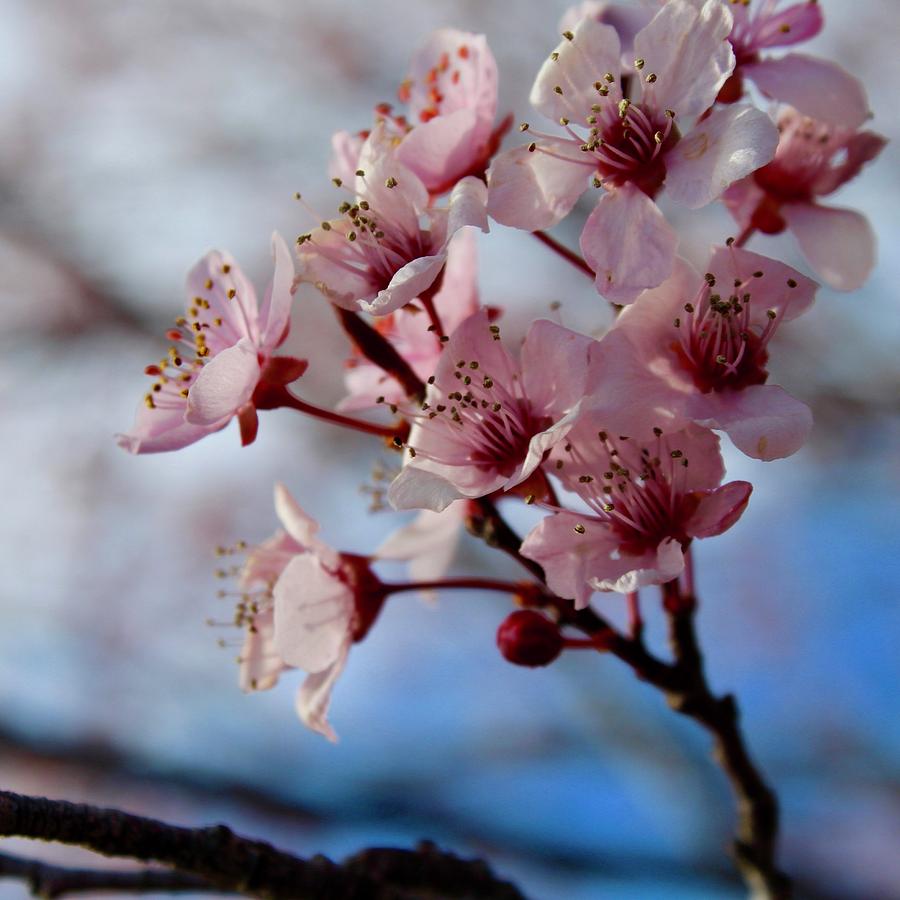 Flowering Plum Tree Cluster 5 Photograph by M E