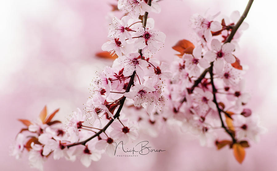 Flowering Plum Tree Macro Photograph by Nick Boren