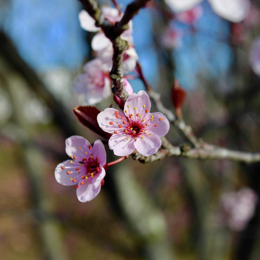 Flowering Plum Tree Spring Photograph by M E