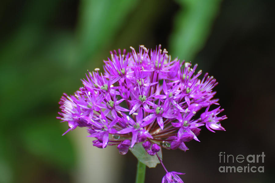 Flowering Purple Allium Flowers Photograph by DejaVu Designs