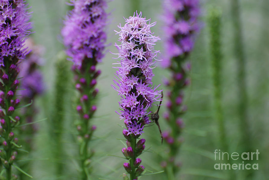 Flowering Purple Liatris in a Garden Photograph by DejaVu Designs