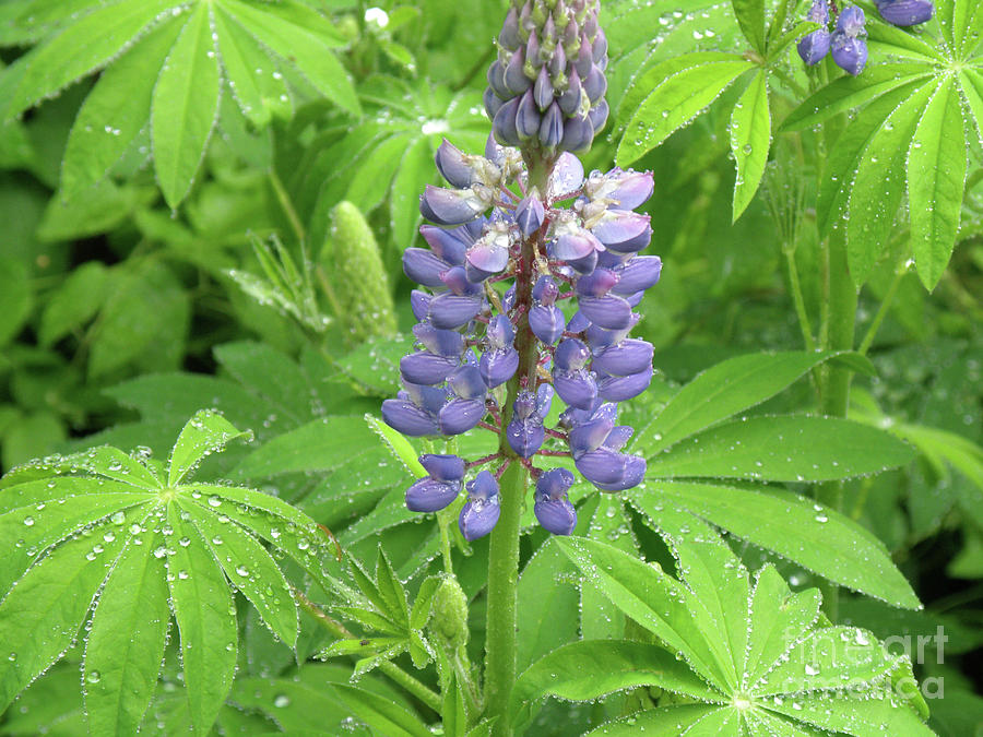 Flowering Purple Lupine in Bloom Covered with Dew Drops Photograph by DejaVu Designs
