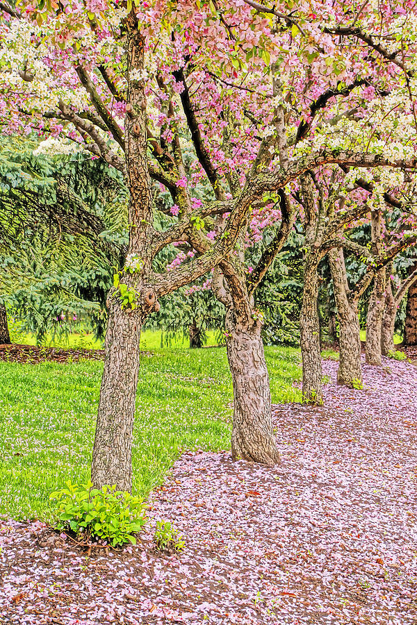 Flowering Crabapple Trees Photograph by Dennis Cox