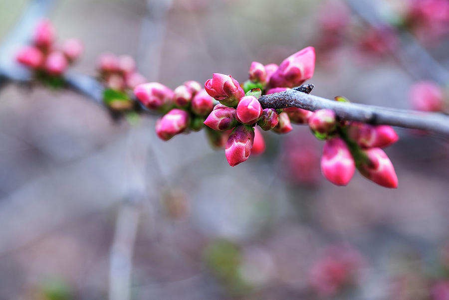 Flowering quince buds Photograph by Vishwanath Bhat | Fine Art America