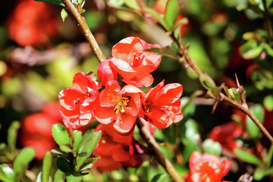 Flowering Quince Photograph by Cynthia Woods - Fine Art America