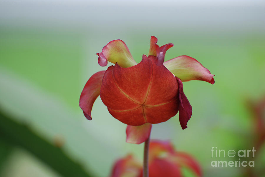 Flowering Red Adams Pitcher Plant Photograph by DejaVu Designs