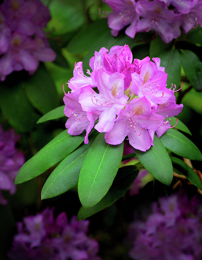 Flowers Still Life Photograph - Flowering Rhododendron by Carolyn Derstine