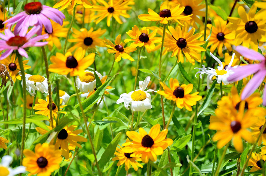 Flowering Rudbeckia 3 Painting by Jeelan Clark - Fine Art America