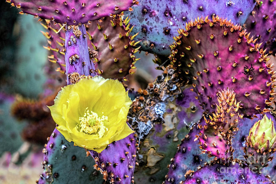 Flowering Sedona Cactus  Photograph by Charles Abrams