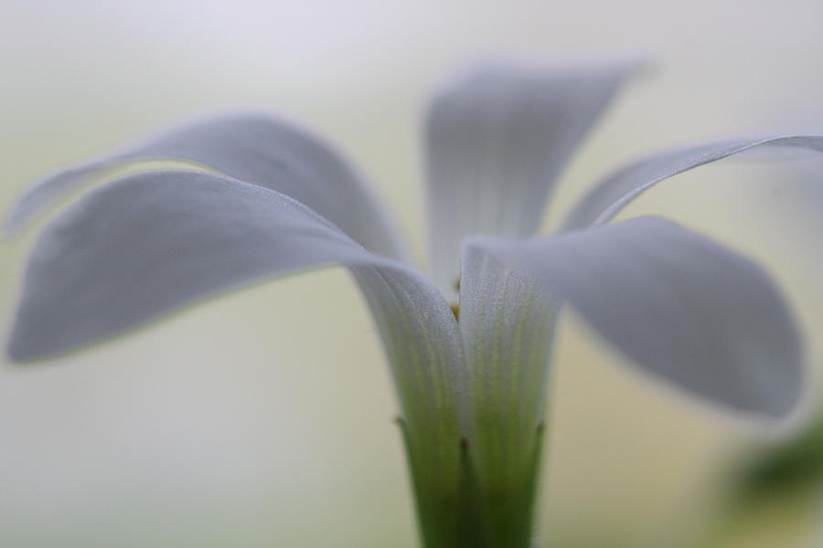 Flowering shamrock Photograph by David Barker