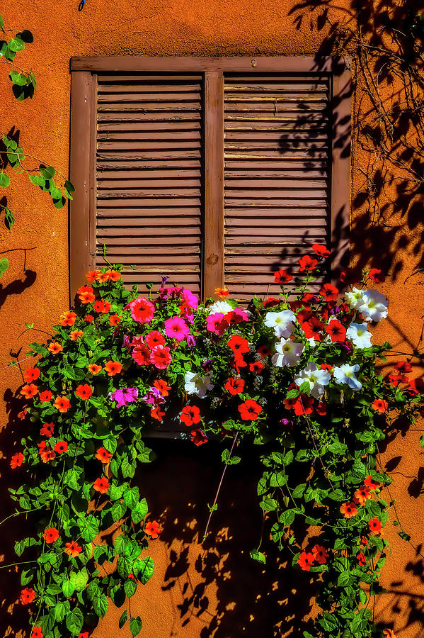 Flowering Shuttered Window Photograph by Garry Gay