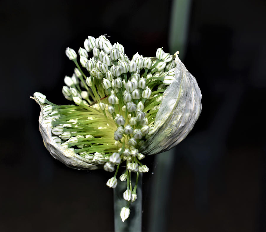 Flowering Spring Onion Photograph by Yolanda Caporn