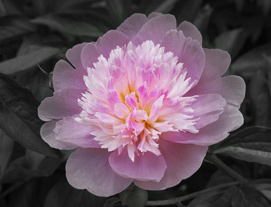 Flowering spring peony in pink and grey Photograph by Garth Glazier