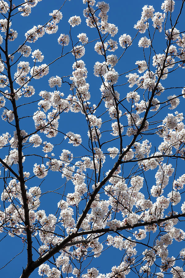 Flowering Spring Trees Photograph by Robert Ullmann