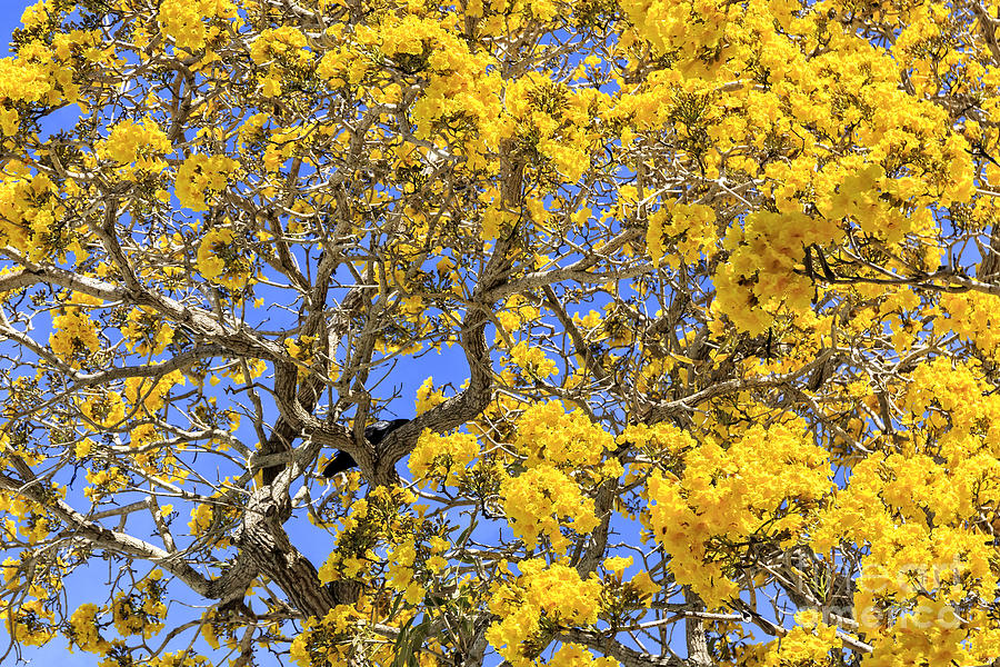 Flowering Tabebuias Tree Photograph by Edward Fielding