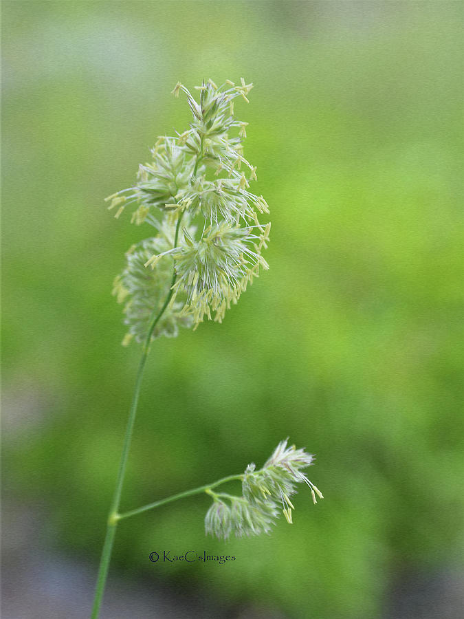 Flowering Tall Grass Photograph by Kae Cheatham