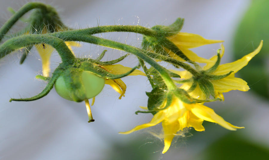 tomato plant flower