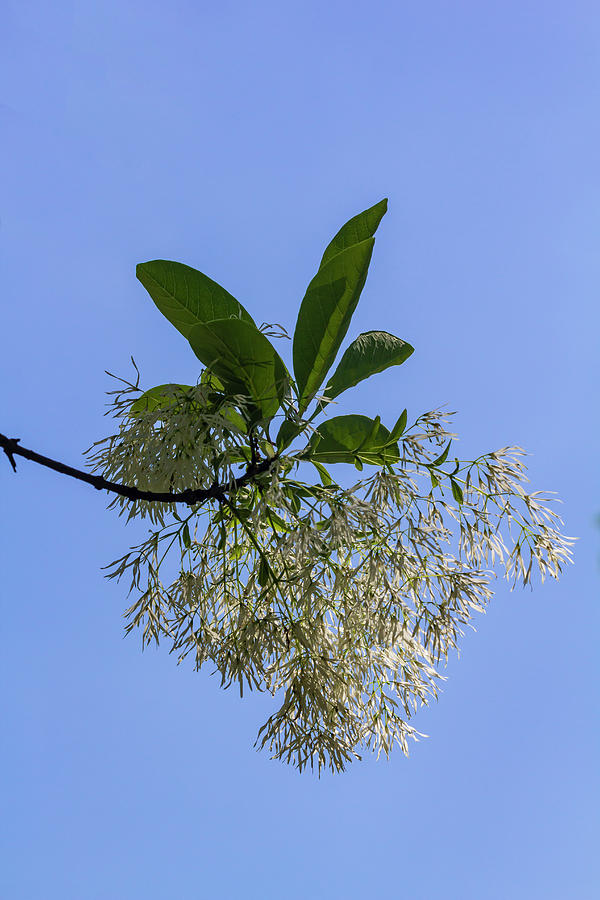 Flowering Tree Branch Photograph by Robert Ullmann