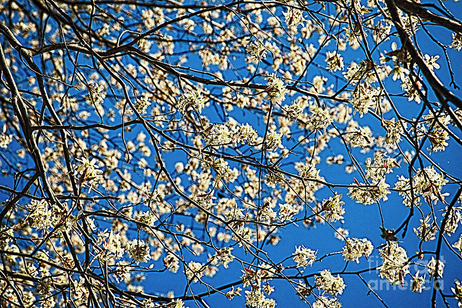 Flowering Tree Branches Against Blue Sky Photograph