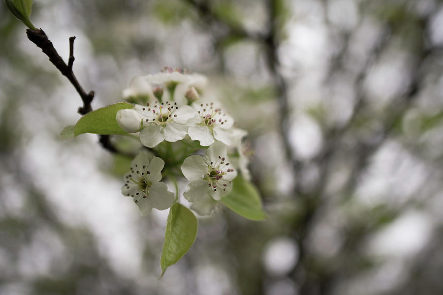 Flowering Tree Photograph by Jennifer Ancker