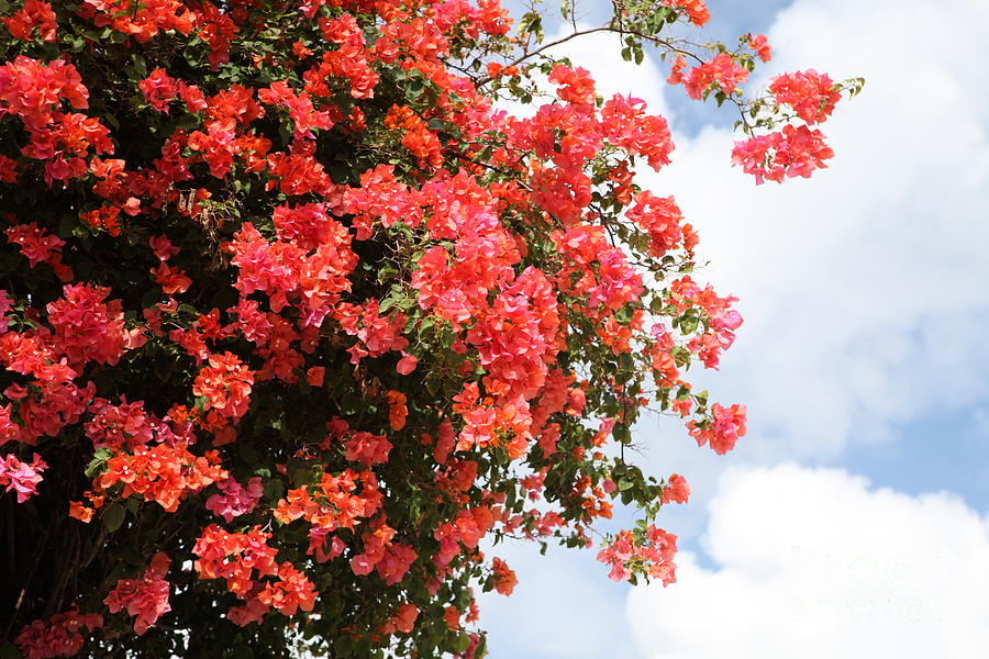 Flowering Tree Photograph by Nadine Rippelmeyer