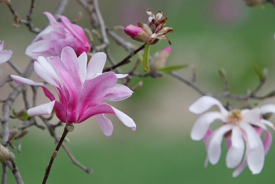 FLOWERING TREE No. 0975 Photograph by Janice Adomeit
