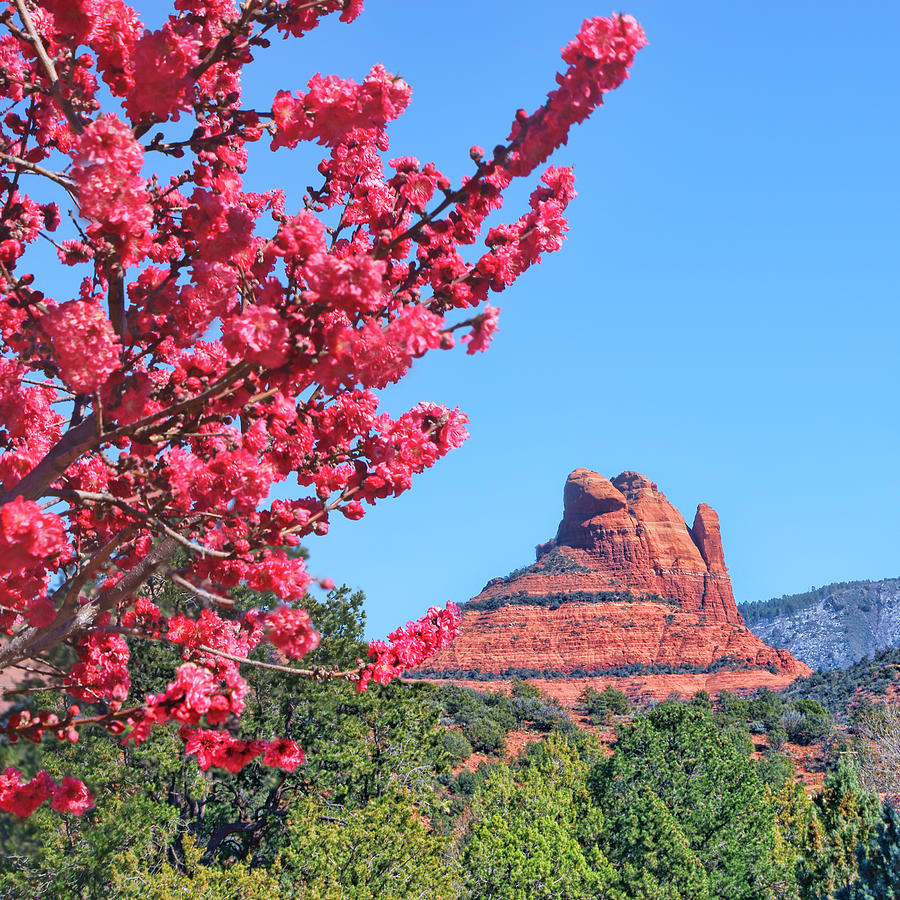 Landmark Photograph - Flowering Tree - Sedona Red Rock by Nikolyn McDonald