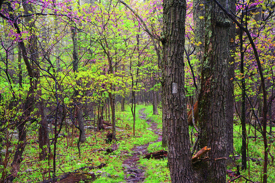 Flowering Trees in West Virginia on the Appalachian Trail Photograph by Raymond Salani III