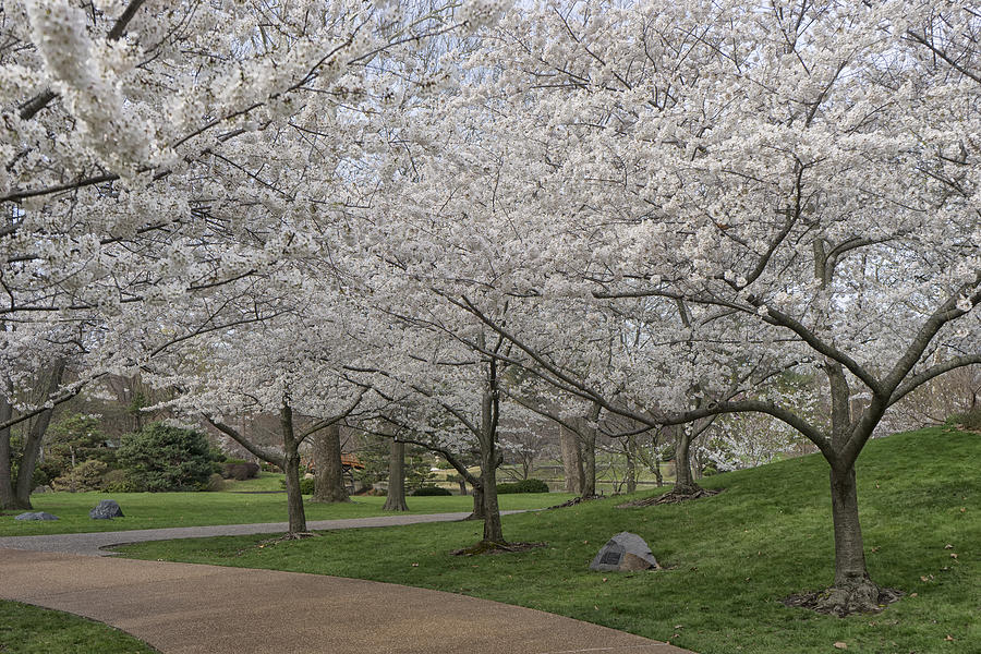 Flowering Trees MO Botanical Garden DSC00941 Photograph by Greg ...